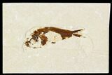 Bargain, Cretaceous Fossil Fish - Lebanon #111684-1